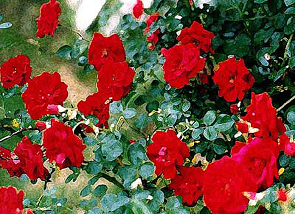 Wild Roses by Banning Lary Wild Roses by Banning Lary